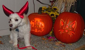 Pixie in her Haloween costume